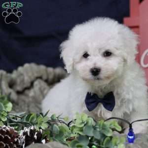 Peppermint (tiny), Bichon Frise Puppy